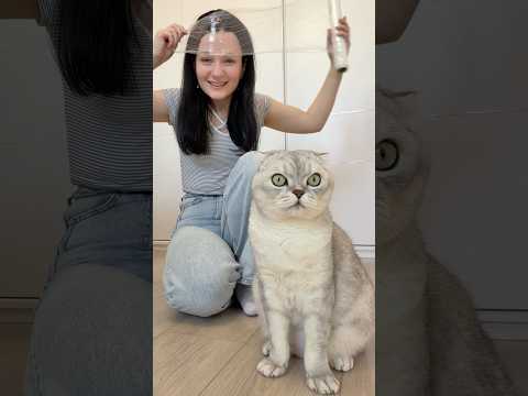 Testing this out so you don’t have to 🤫 #cat #viralhack #funnycats #hack