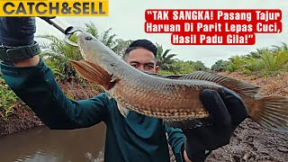 Download lagu TAK MASUK AKAL! Parit Baru Cuci, Haruan Terus Gila Makan! mp3 Download lagu TAK MASUK AKAL! Parit Baru Cuci, Haruan Terus Gila Makan! mp3