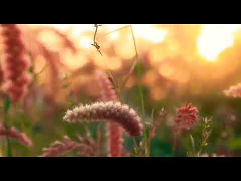 Flower Sun site no copyright video Rathore Vatsal