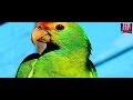 Parrot Astrology and Fortune Telling In India 