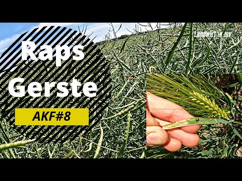 , title : 'AKF #9 Raps Gerste/ Wieder eine schlechte Ernte?'