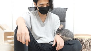 飼い主に甘えたいチンチラの行動が可愛すぎる
