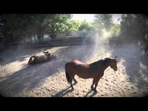 Echitatie Nana Farm - Blog video