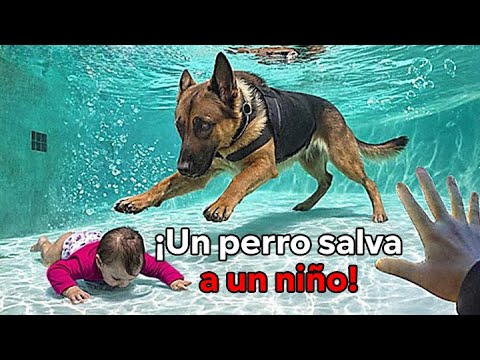 Cuando los perros policía salvan a la gente