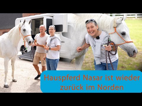 Einmal auswandern und zurück: Promi-Pferd Nasar zieht wieder in den Norden