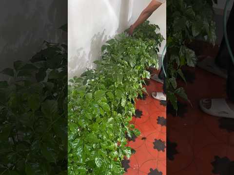 Part 2 / china doll #garden #indoorplants #jishnuuthaman #home #houseplants