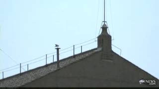 Seagull Perched on Sistine Chapel CHIMNEY Draws Twitter, Meme Antics