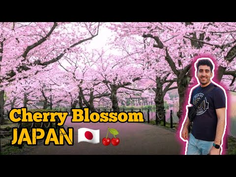 japan cherry blossoms 2023 - best early sakura near tokyo
