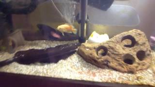 Aquario 570L Jumbo - Fauna nova e atualização do aqua.