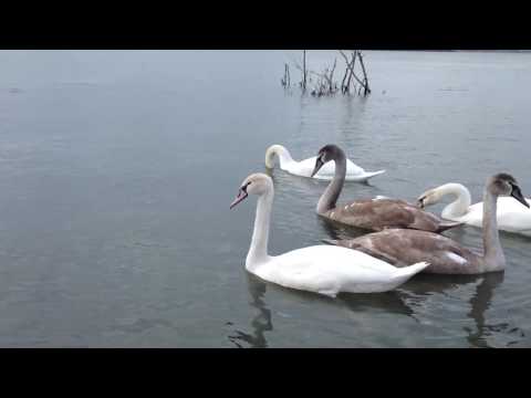 Moldova veche România