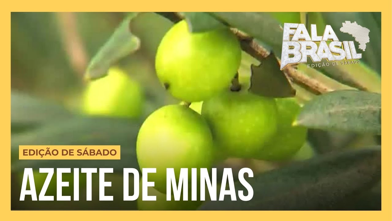 Sabores da Mantiqueira: Conheça Maria da Fé, capital estadual da oliveira