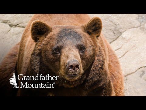 Brown and White Black Bears? Why Some Black Bears Have Different Fur Colors