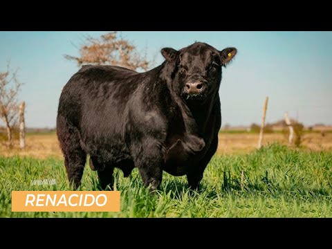 Semen Angus Renacido