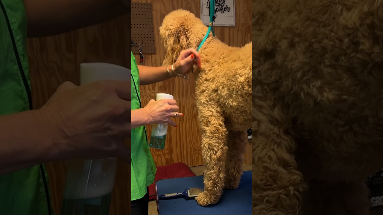 What do professional dog groomers use to wash dogs with? Tipseri