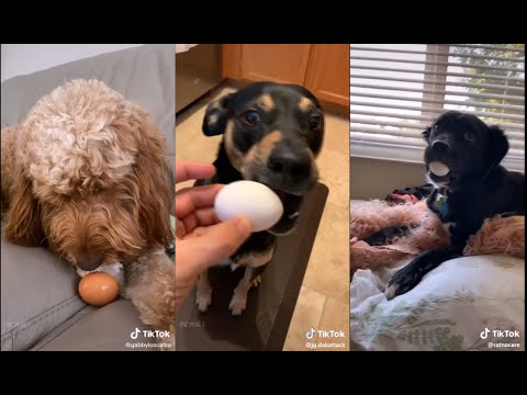 YouTube video about: Why are dogs gentle with eggs?