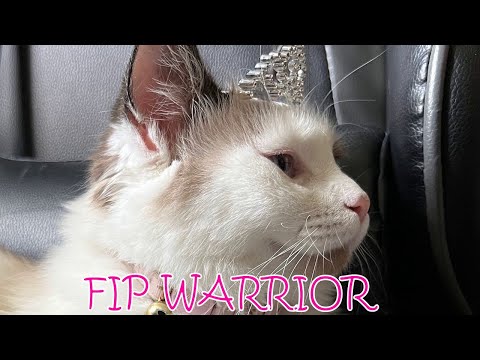 FIP CURE // MY CAT IS CURED FROM FIP