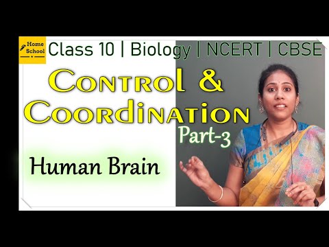 Control and Coordination | Class 10 Biology | CBSE | Part 3