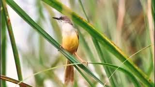 Download lagu Video ciblek tebu/ciblek alang-alang di alam bebas mp3