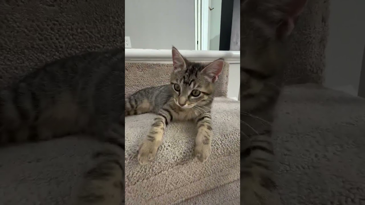 Tigger, an adopted Tabby in Hilton Head Island, SC video 1/3