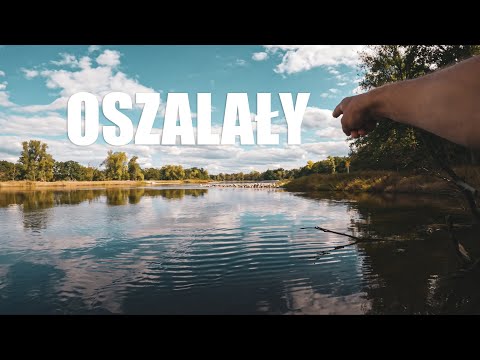 SZUKAM RYB BLISKO STARORZECZY | JEDEN GATUNEK MA SIĘ DOBRZE | RZEKA ODRA
