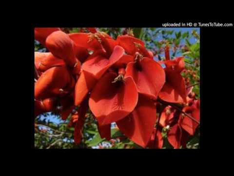 Today's Tango Is... Entre Los Ceibos - Orquesta Roberto Firpo 11-06-1937