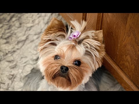 Master the Art of Yorkie Grooming in 5 Simple Steps #yorkie terrier