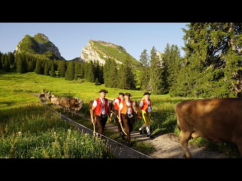 Alpaufzug Sellamatt am 18. Juni 2022