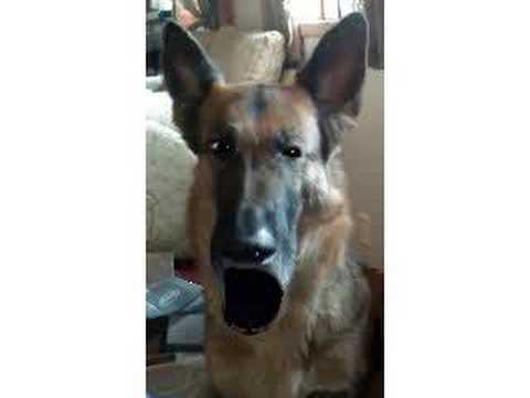 Who let the dogs out Vs Shanta