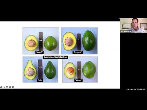 Tropical Fruit Tuesdays: JAMAS!