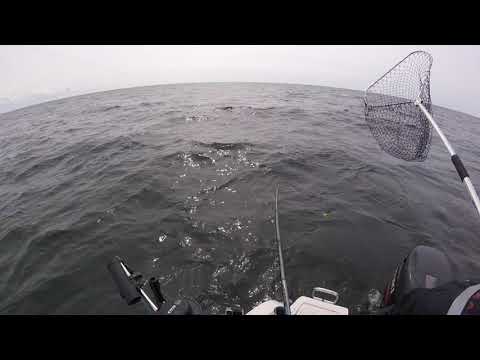 Saukko kalassa 2021 , Selkämeri