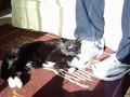 Cat Tigger Loves Shoes
