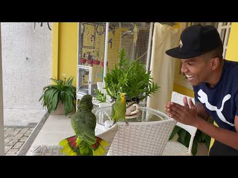 The most talkative parrot in Brazil - Look at him talking so much! #parrot