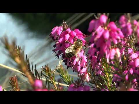 Music by JuliusH - Chillout Cafe