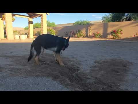 Kali loves to dig #GSD