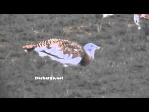Avutarda ( Otis tarda ) Great Bustard