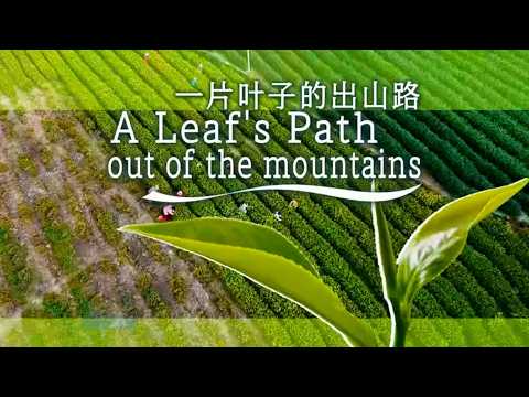 A Leaf's Path Out of the Mountains: Tracing the journey from the farm to the global marketplace