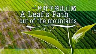 A Leaf's Path Out of the Mountains: Tracing the journey from the farm to the global marketplace