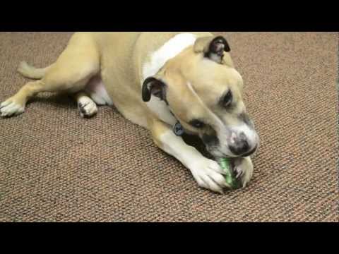 Игрушка для собак Petstages Crunchcore (Кранчкор Хрустящая кость) 16 см (pt266) - фото 1 - id-p1665574629