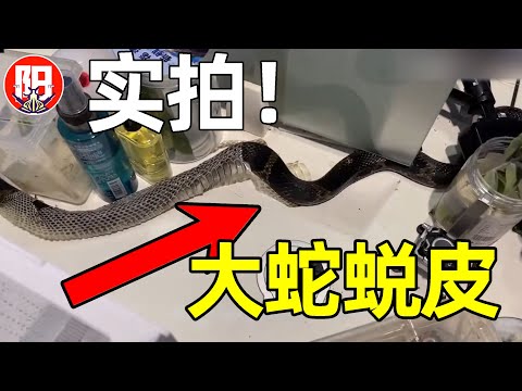 蛇脱皮