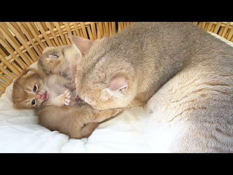 These kittens are enjoying the careful care and love from their two mother cats. Too lovely