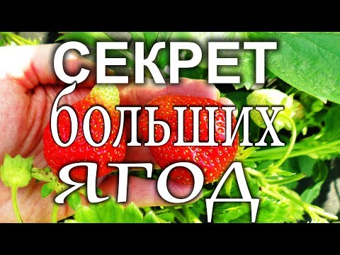 Как вырастить крупную клубнику землянику.