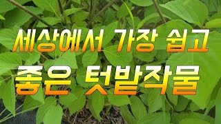 세상에서 가장 쉬운 텃밭작물 페스트1