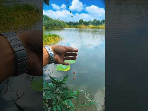 Best fishing the river videos catching big fish by rod #fishing #fish #shorts #beats