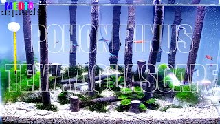 Aquascape  Pohon Pinus Sederhana