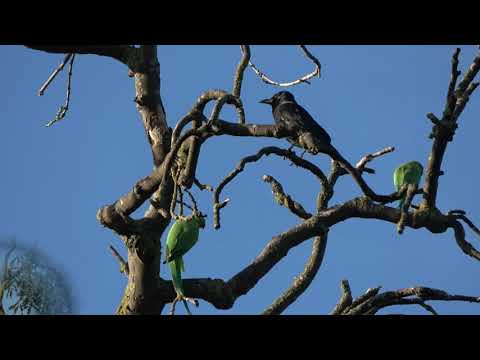Hawk, Parrots & Squirrel at London Heathrow Airport unbelievable catch