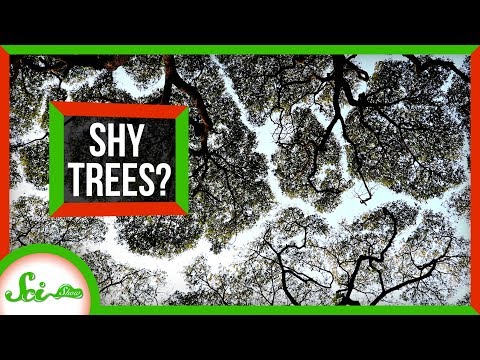 Why Do These Trees Refuse to Touch?