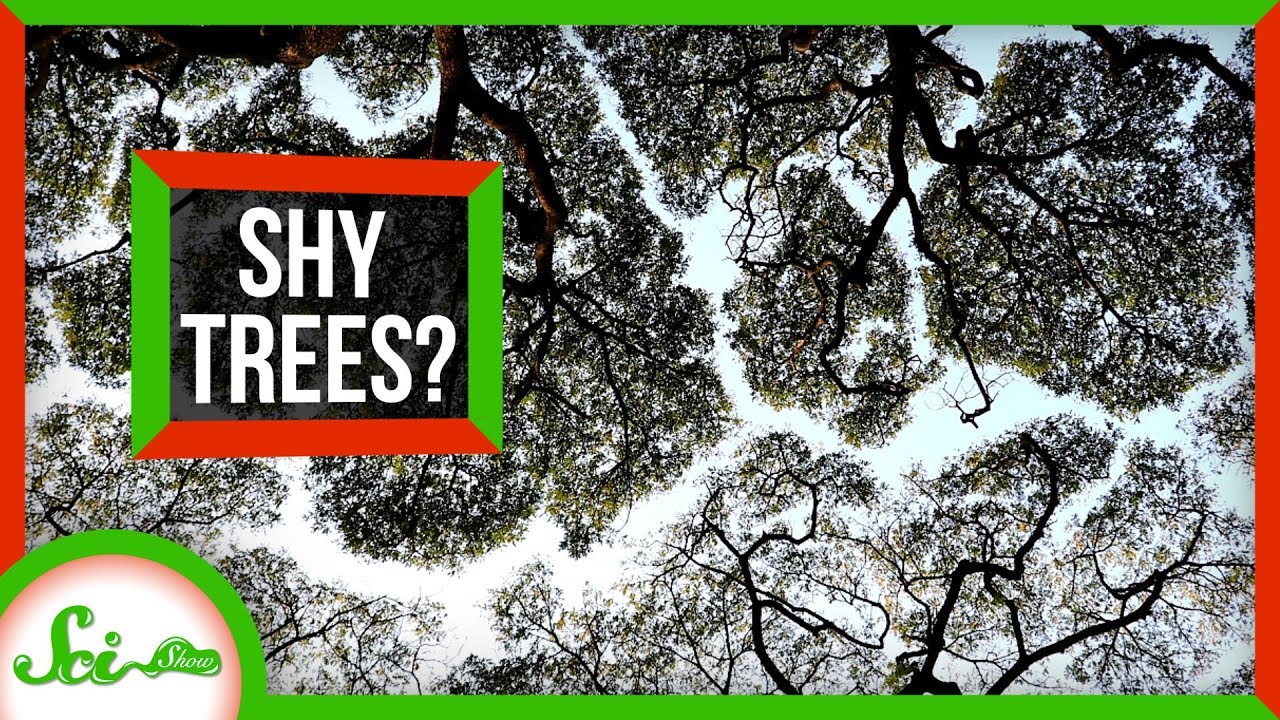 Why Do These Trees Refuse to Touch? - YouTube