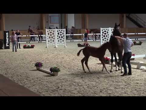 Stutfohlen von Sir Heinrich