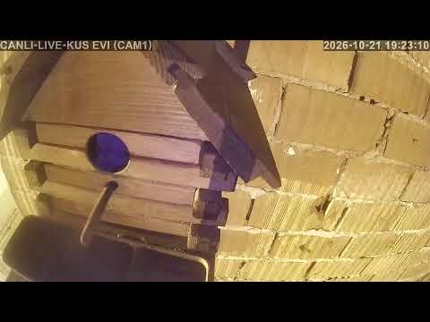 Live webcam view of Pฤฑnarbeyli Birdhouse Nest Cam