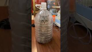 They Made An Inhalation Chamber For Their Cat 😂